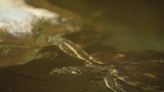 水龟头的特写