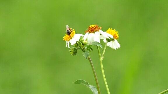 田野里美丽的草地鲜花和蜜蜂