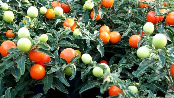 新鲜成熟的红樱桃西红柿在温室录像