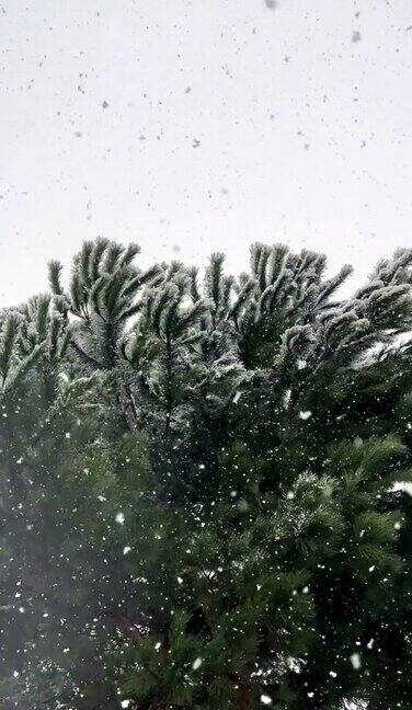 这是一段在松树下拍摄的视频松树上的松针被雪覆盖着