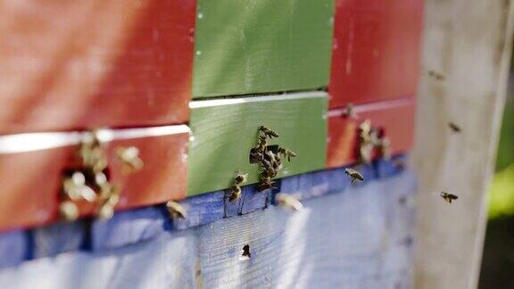 超慢镜头微距拍摄蜜蜂在家中五颜六色的养蜂场蜜蜂把新鲜的花蜜带进蜂巢阳光照在养蜂场上