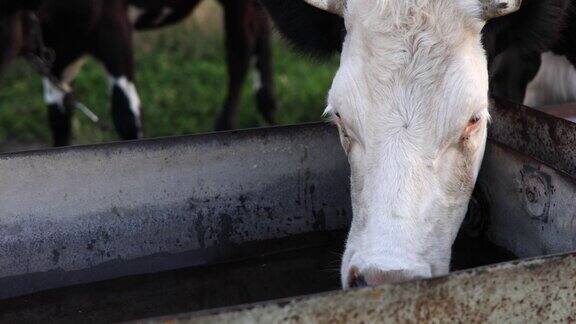 奶牛从牧场的水箱里喝水