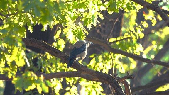 一只灰色的乌鸦坐在树枝间呱呱叫着