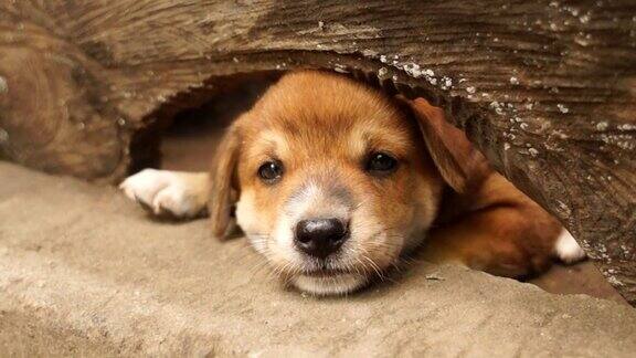 可爱的棕色小狗从木洞里偷窥近距离