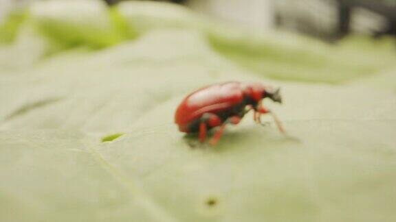 一个红色和黑色甲虫在绿色叶子上的特写镜头