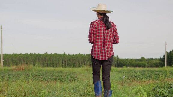 亚洲女性农民站在植物田间农民农艺师使用数字平板电脑在年轻的绿色植物田间进行现代智能农业理念