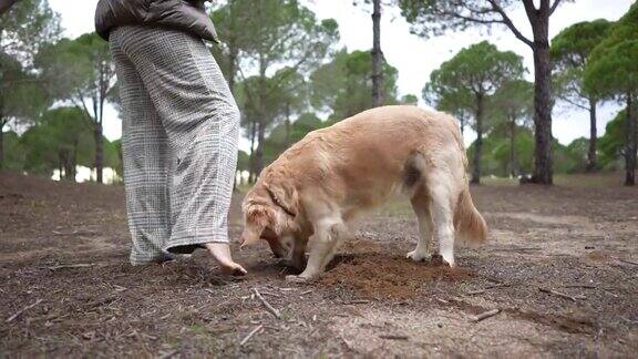 金毛寻回犬和主人在森林里挖沙子