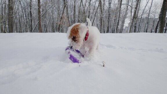 宠物狗杰克罗素在冬天的一天在公园里和一个拉车夫玩耍近距离