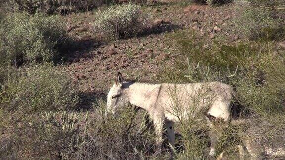 亚利桑那州沙漠的野生驴子