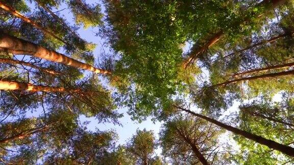 森林里美丽的夏日早晨阳光从一棵美丽的绿树的枝叶中透出来神奇的夏天森林
