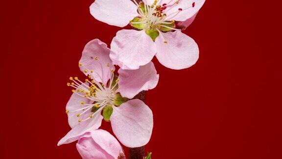 桃花盛开和旋转对红色背景在水平格式时间推移4k视频樱花在春天开花的视频