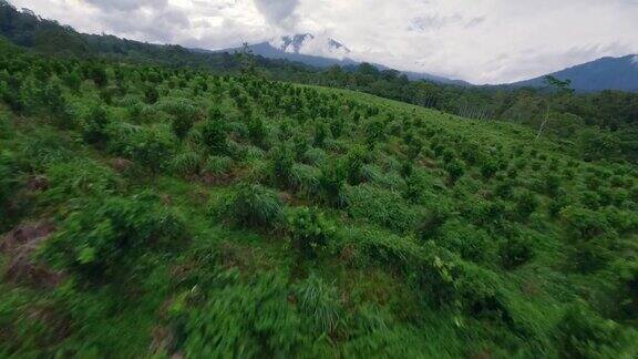 鸟瞰图农业床灌木树木绿色植物植被山多云4k