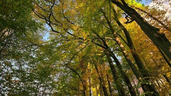 秋天阳光下的树