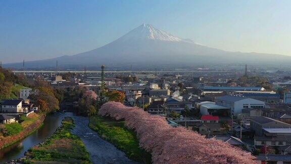 在日本静冈县的一排樱花树和富士山上飞翔