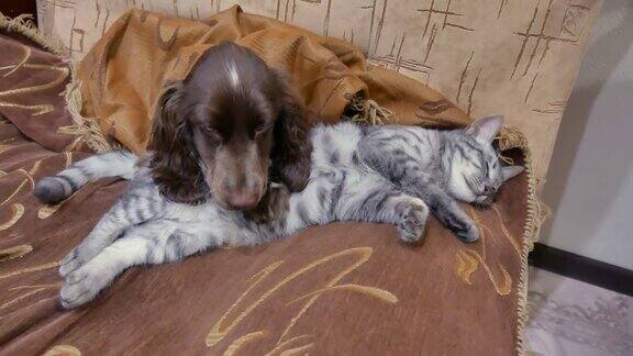 猫和狗在一起睡觉的搞笑视频友谊的猫和狗在室内