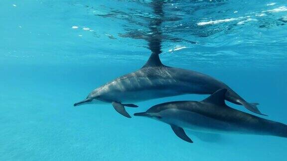 慢镜头两只海豚海豚妈妈和海豚幼崽在蓝色的水面下慢慢地游成一圈飞旋海豚(长颈海豚)特写水下拍摄红海萨塔亚礁(海豚屋)马萨阿拉姆埃及非洲