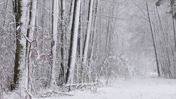 集美丽的雪白色森林在冬天霜冻的一天在冬天下雪霜冻的树林