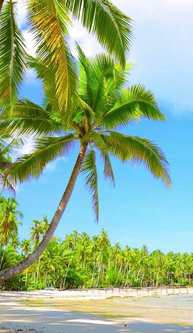 棕榈树与海