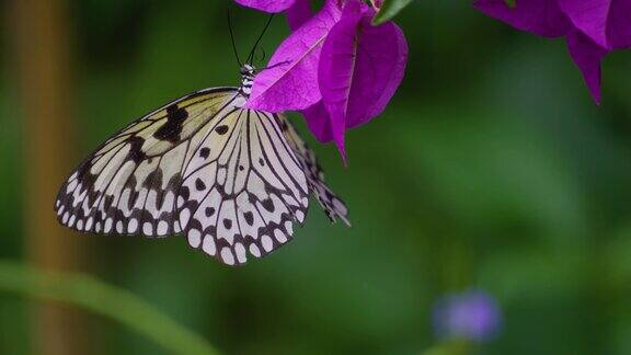 一只若虫蝴蝶