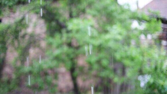 雨水拍摄于乡村环境选择性聚焦绿色植物自然之美春、夏