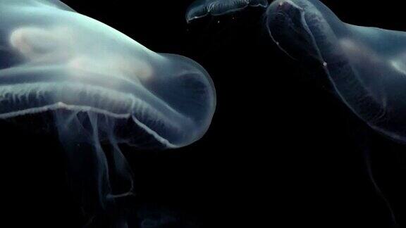 壮观的水母在黑色背景下缓慢漂浮在水中