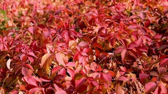 秋天的时间-秋天的颜色葡萄叶呈不同深浅的红色覆盆子色酒红色深红色阳光和眩光