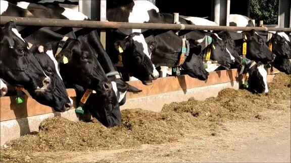 一群奶牛在他们的牛栏里吃东西