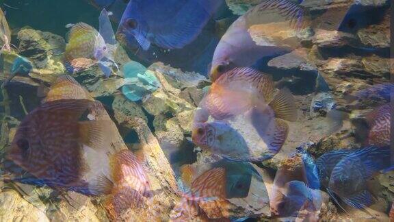 海洋中的珊瑚礁和鱼类在水下生活