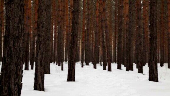 雪地棕色树林