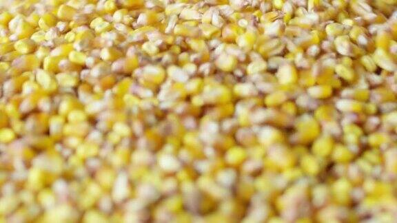 特写新鲜收获的黄色玉米粒慢镜头