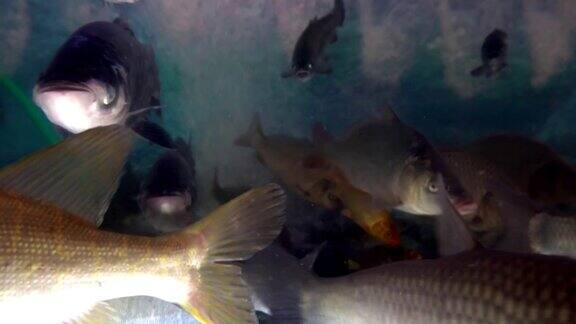 鱼市鱼缸中常见的淡水鱼品种