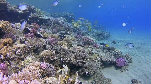 与鲷鱼红海鱼群在珊瑚礁上浮潜