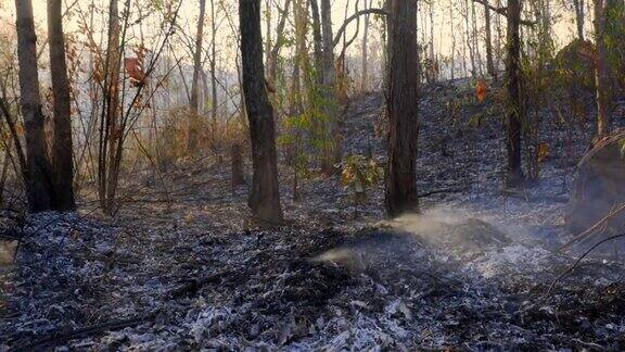 火灾后的森林被大火严重损坏的树木