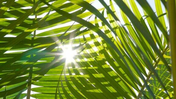 棕榈叶与吹在蓝天和夏天的阳光季节