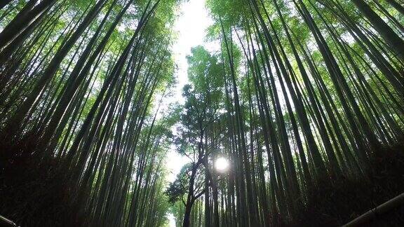 京都竹林中的阳光