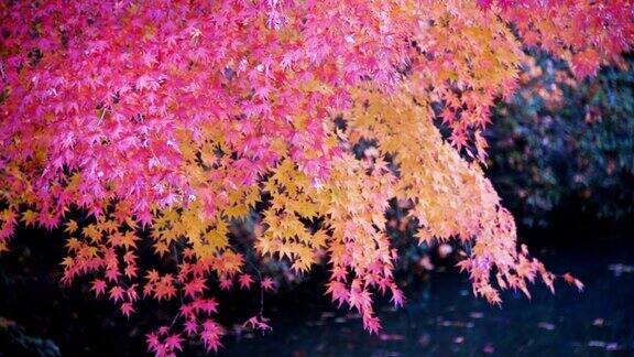 日本的秋叶