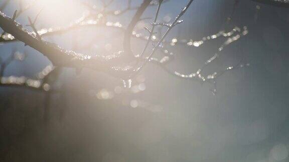 在阳光明媚的冬日树枝上的冰