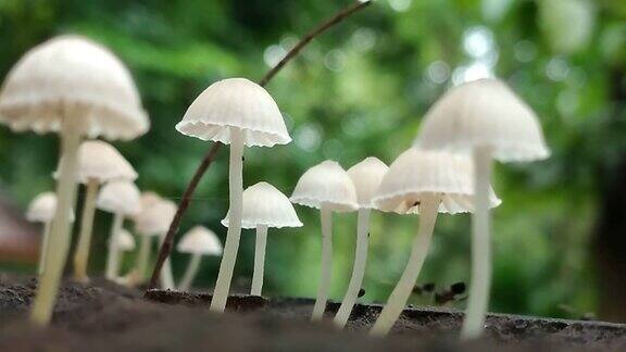 长在老树桩上的白色小蘑菇