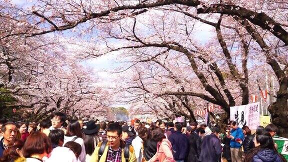 东京上野公园的樱花节