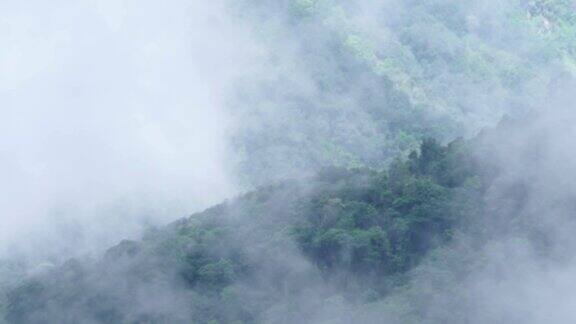 云雾缭绕的山脉雨林的景观雾中绿色的森林