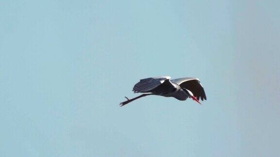 鹭飞行苍鹭(Ardeacinerea)在晴朗的夏日傍晚在天空中飞翔