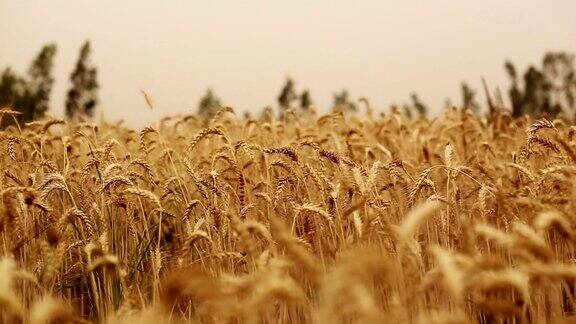 小麦随风摆动