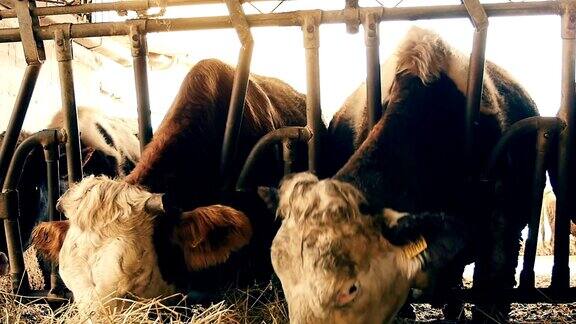 牛在牲口棚里吃干草:牛棚、牛棚、牛棚、农场、农民