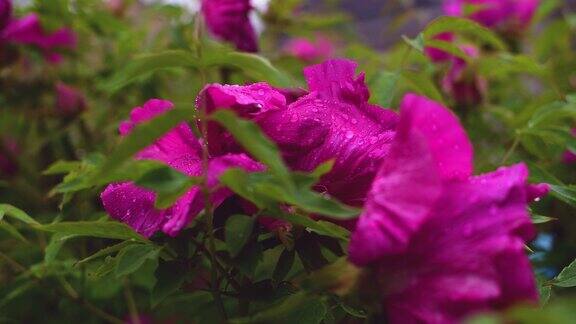 牡丹花与水滴在一个雨天