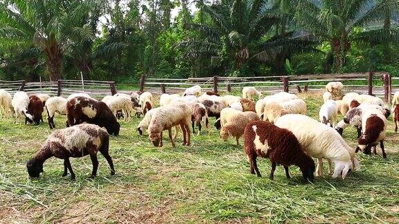 在绿草地上的羊正在农场里吃草