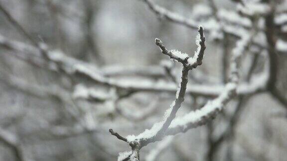 冬天雪花落在附近一棵树的树枝上