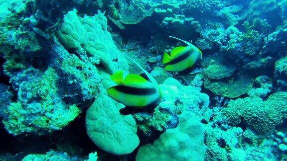 生活在红海海底的蝴蝶鱼或半幼毛鱼