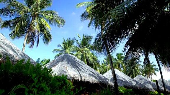马尔代夫的平房屋顶和棕榈树