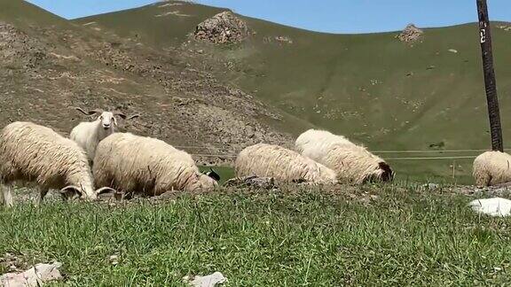 一群在西藏草原上吃草的羊