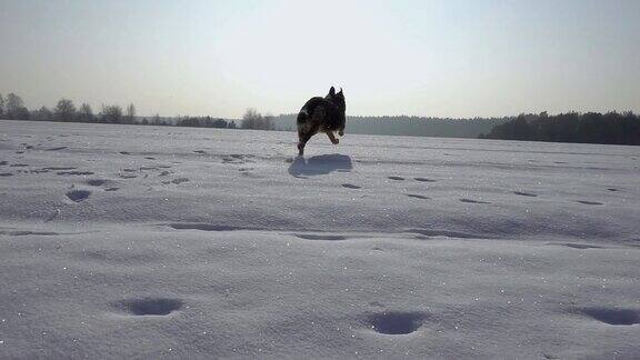 冬天在雪地里奔跑的狗(德国牧羊犬)缓慢的运动美丽的晴朗的天气